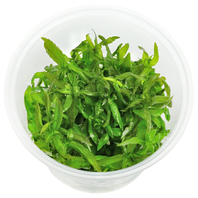 Limnophila aromatica "Mini"