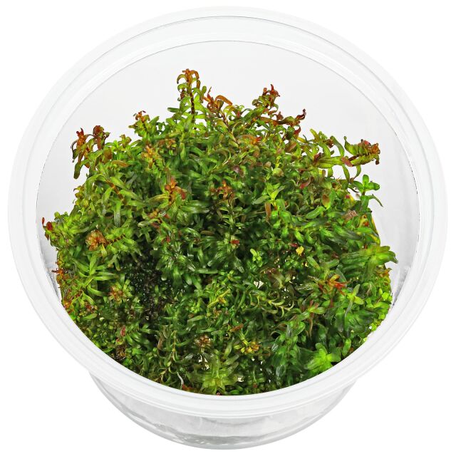 Rotala macrandra 'Mini Type 2' - in Vitro