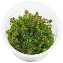 Rotala macrandra Mini Type 2 - in Vitro