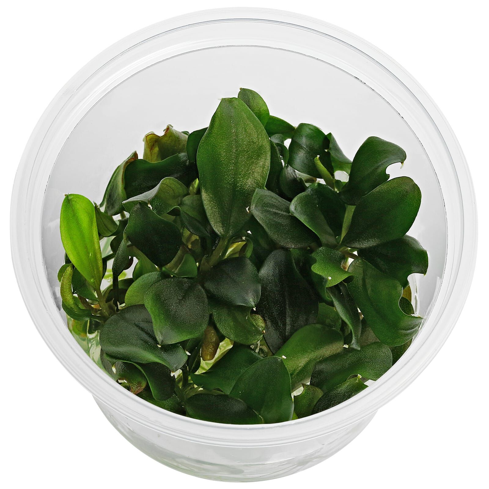 Bucephalandra sp. "Melawi Fine Edge"