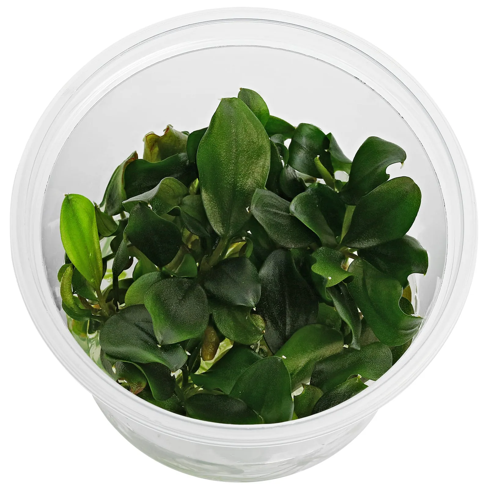 Bucephalandra sp. Sokan1 Kab.Melawi【TB】 bucephalandra-sp-melawi-fine-