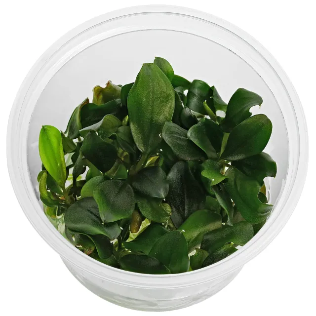 bucephalandra-sp-melawi-fine-