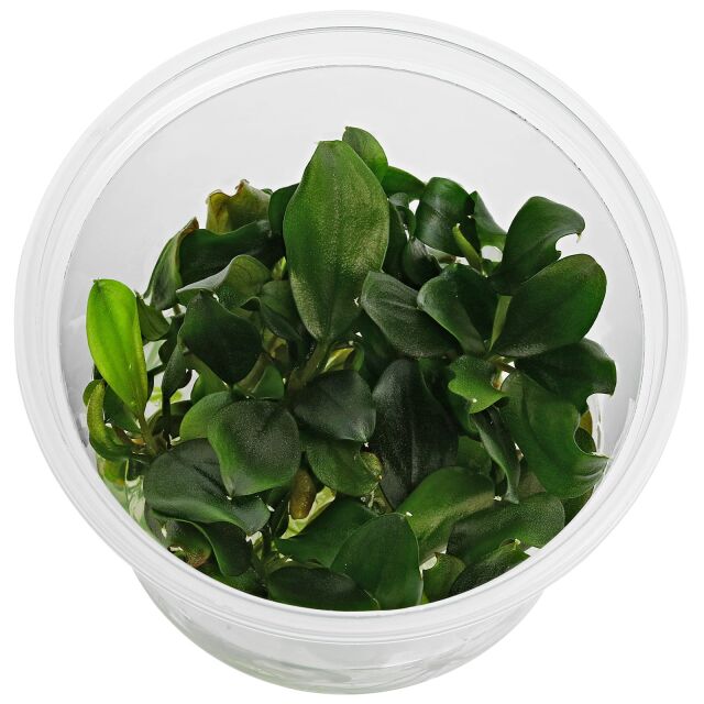 Bucephalandra sp. "Melawi Fine Edge"
