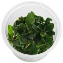 Bucephalandra sp. "Melawi Fine Edge" - in Vitro