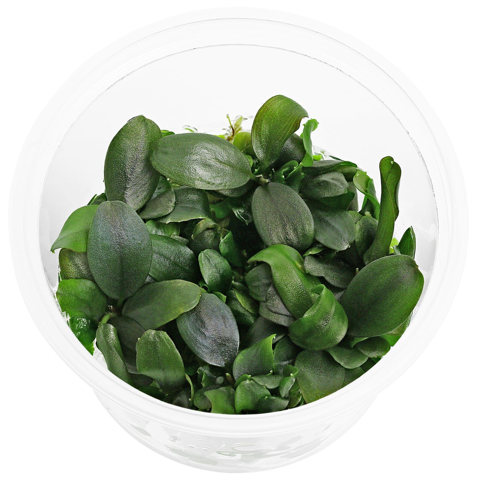 Bucephalandra sp. "Mini Theia"