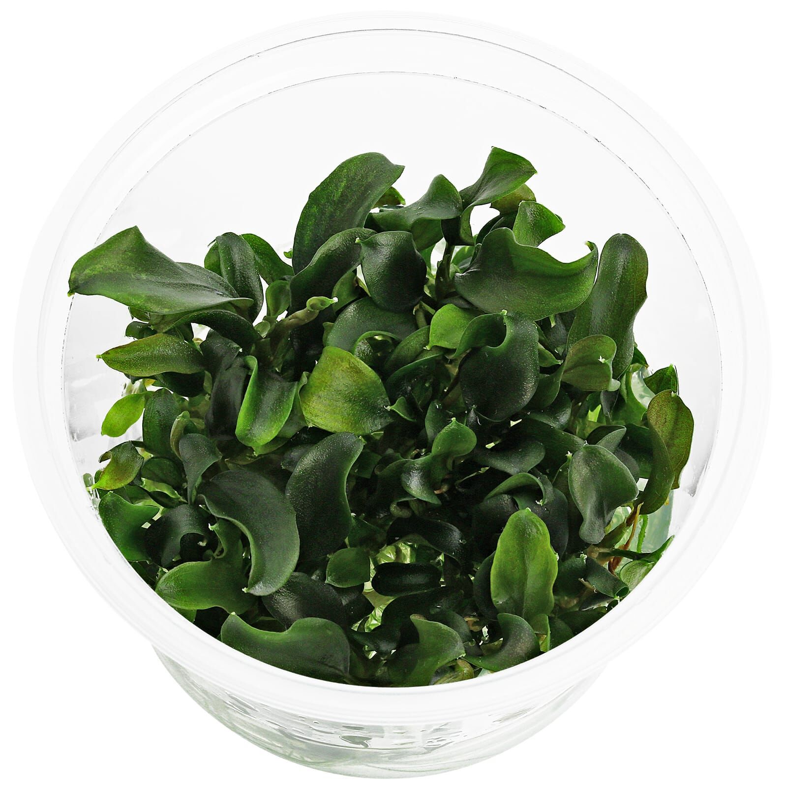 Bucephalandra sp. "Antyovani"