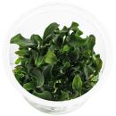 Bucephalandra sp. "Antyovani" - in Vitro