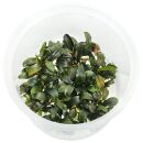 Bucephalandra sp. "Brownie Ghost" - in Vitro