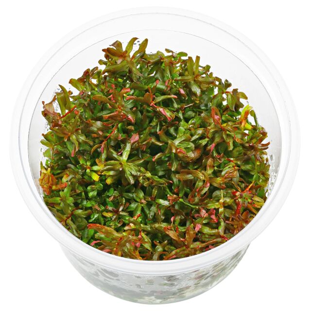 Rotala macrandra 'Mini Type 4' - in Vitro