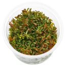 Rotala macrandra Mini Type 4 - in Vitro