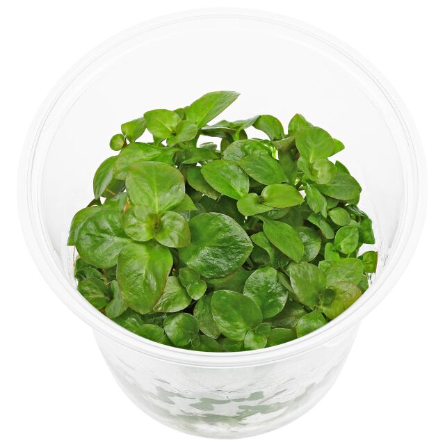 Ludwigia repens - in Vitro