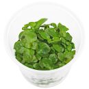 Ludwigia repens - in Vitro