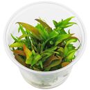 Murdannia engelsii - in Vitro