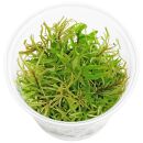 Ludwigia inclinata var. verticillata White - in Vitro
