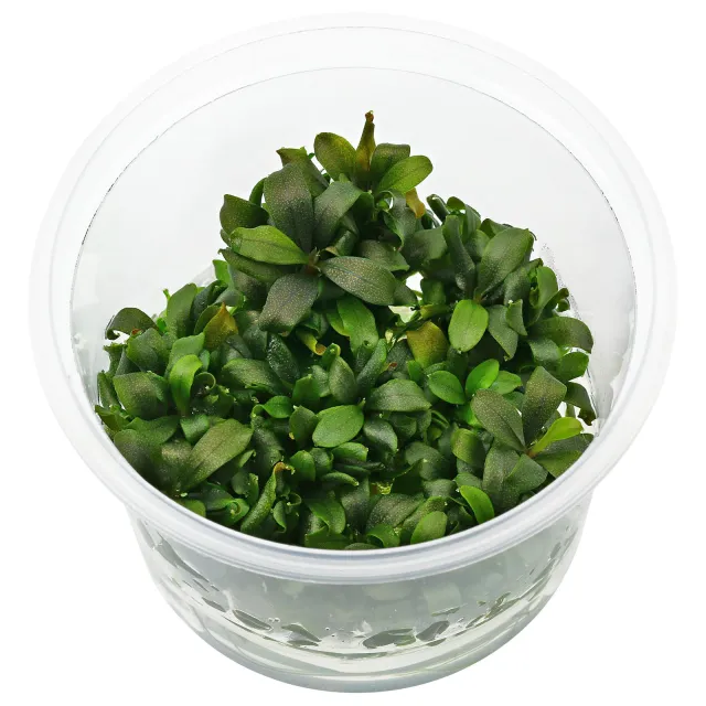 Bucephalandra sp. "Lamandau Mini Red" - in Vitro