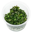 Bucephalandra sp. "Lamandau Mini Red" - in Vitro