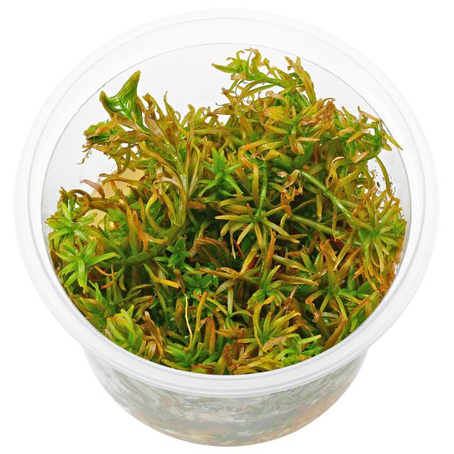 Rotala mexicana &quot;Goias&quot; - in Vitro