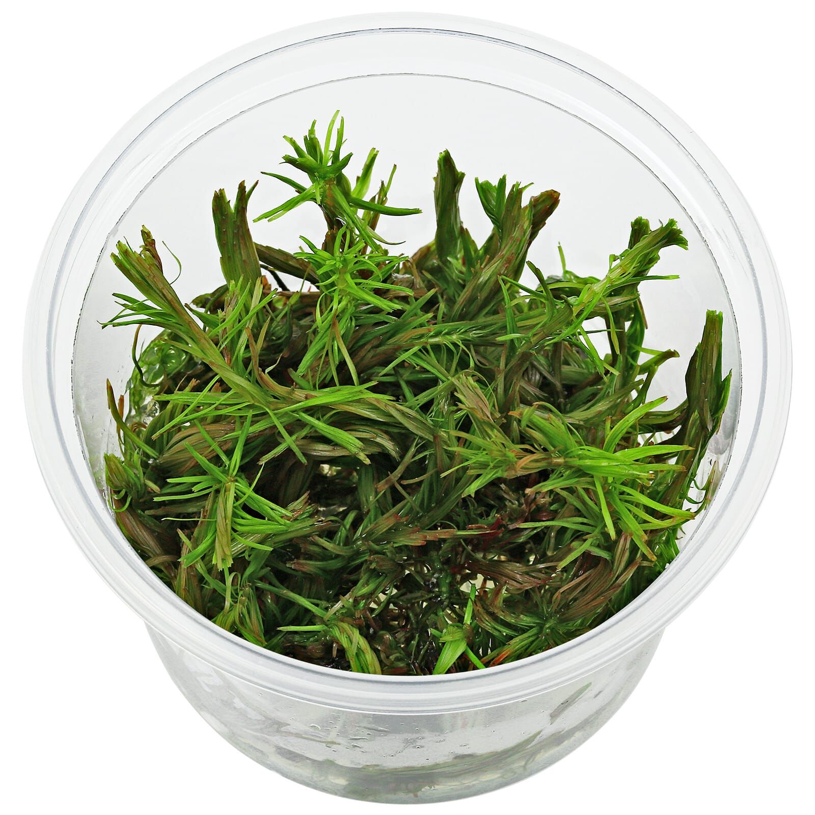 Rotala sp. "Cambodia"