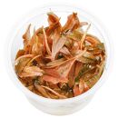 Cryptocoryne wendtii Flamingo (Pink Panther) - in Vitro
