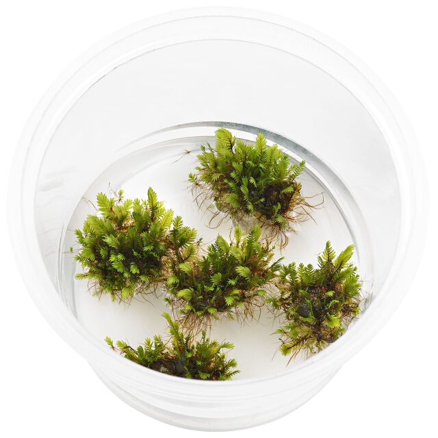 Fissidens sp. &quot;Vietnam&quot; - in Vitro