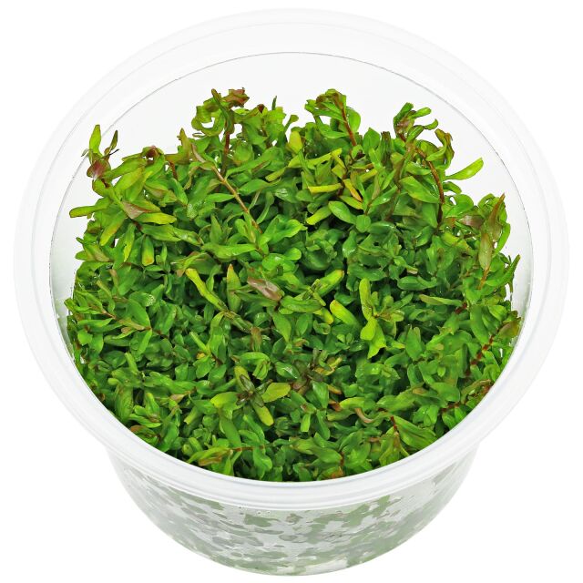 Rotala macrandra &quot;Green&quot; (&quot;Wavy&quot;) - in Vitro