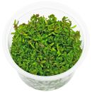 Rotala macrandra "Green" ("Wavy") -...