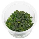 Bucephalandra sp. "Deep Purple" - in Vitro