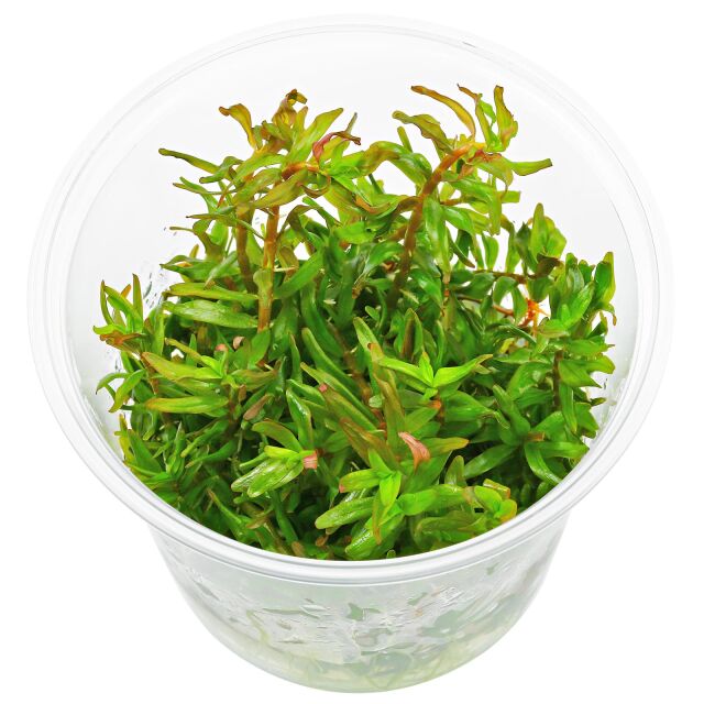 Rotala rotundifolia 'Pink'