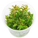 Rotala rotundifolia 'Pink' - in Vitro