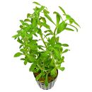 Limnophila cf. hippuridoides "Mini" - Topf