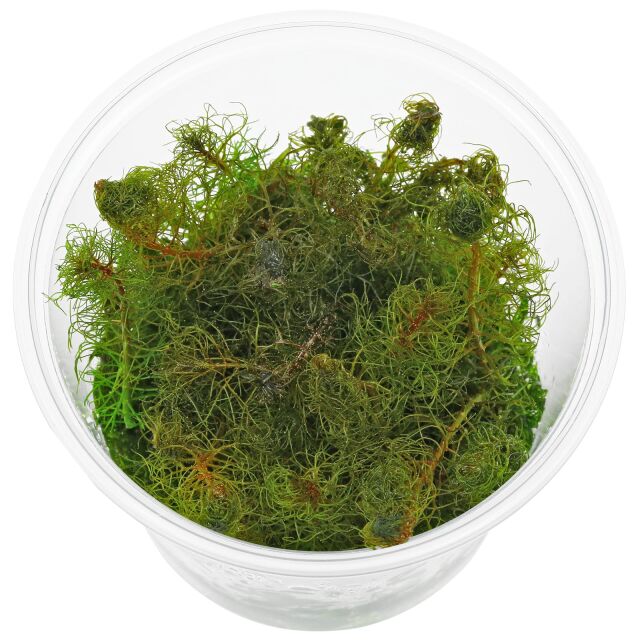 Myriophyllum pinnatum - in Vitro