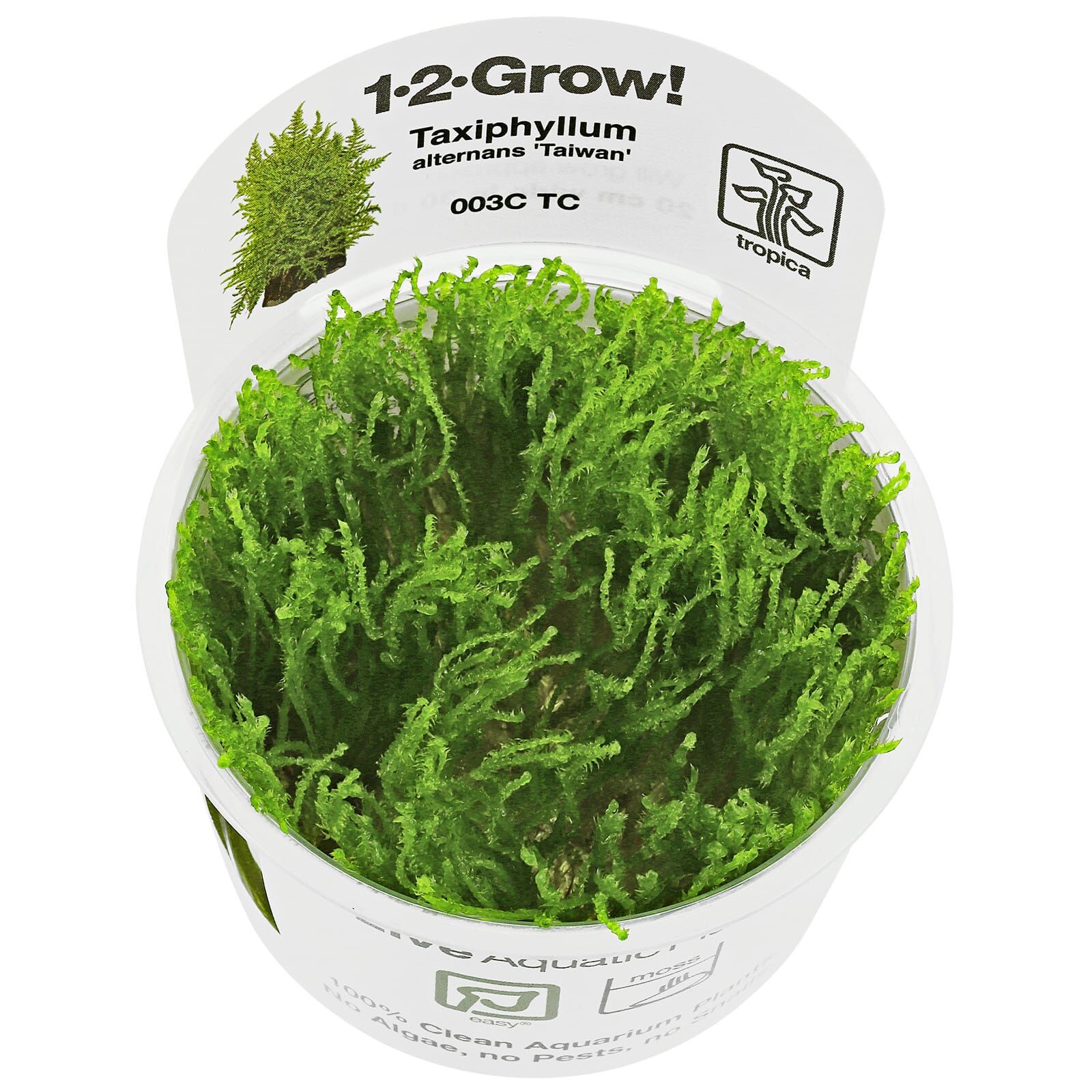 Taxiphyllum alternans "Taiwan Moss"
