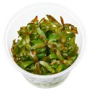 Ammannia sp. "Yme"