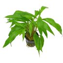 Hygrophila salicifolia - Topf