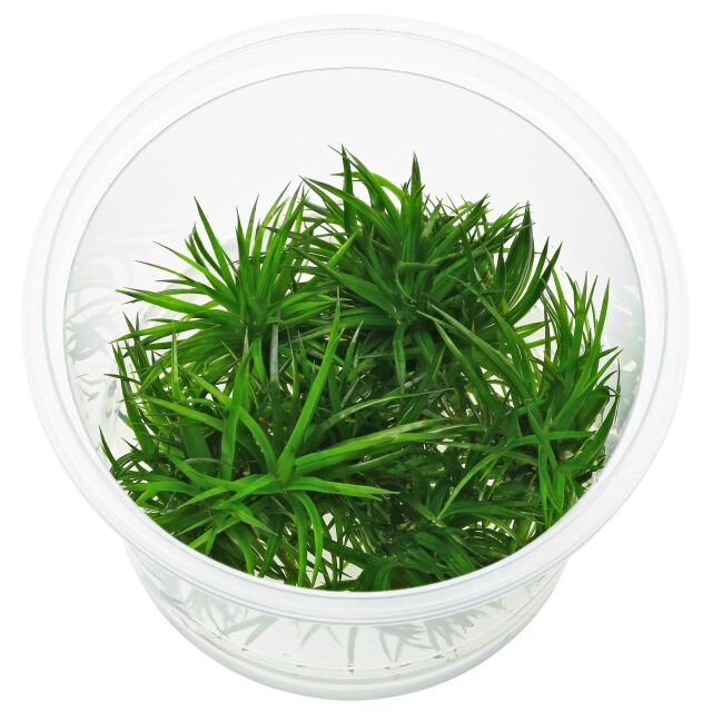 Eriocaulon sp. &quot;Polaris&quot; - in Vitro