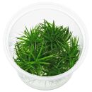 Eriocaulon sp. "Polaris" - in Vitro