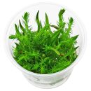 Mayaca sp. "Santarem Red" - in Vitro