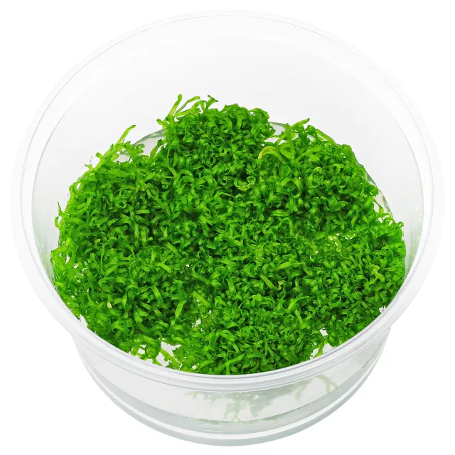 Riccia fluitans "Broad" - in Vitro XL