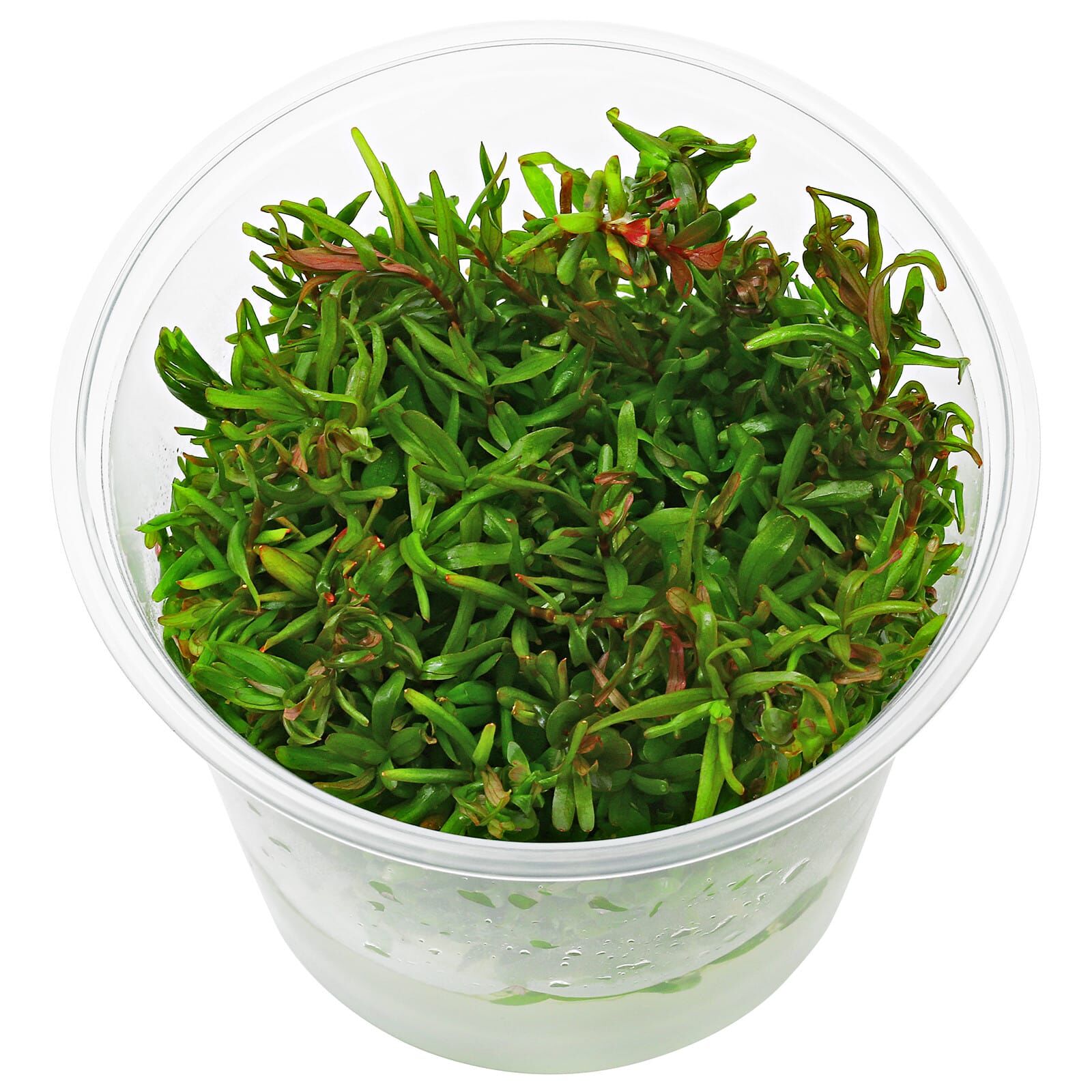 Rotala rotundifolia "Colorata"