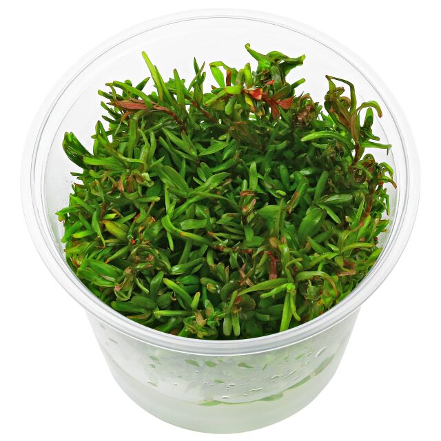 Rotala rotundifolia "Colorata"