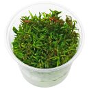 Rotala rotundifolia "Colorata" - in Vitro