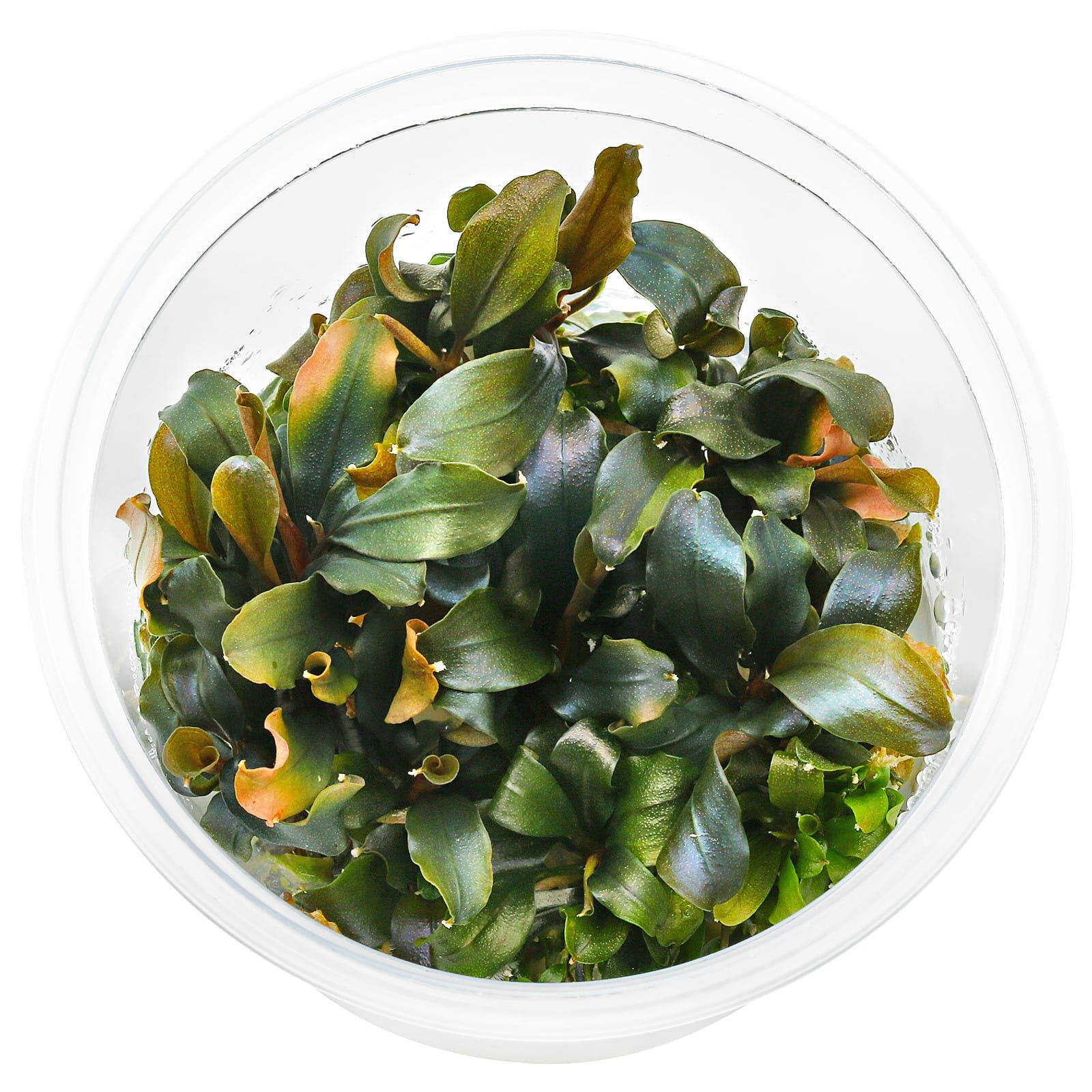 Bucephalandra sp. "Blue Green"