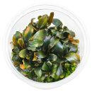 Bucephalandra sp. "Blue Green" - in Vitro