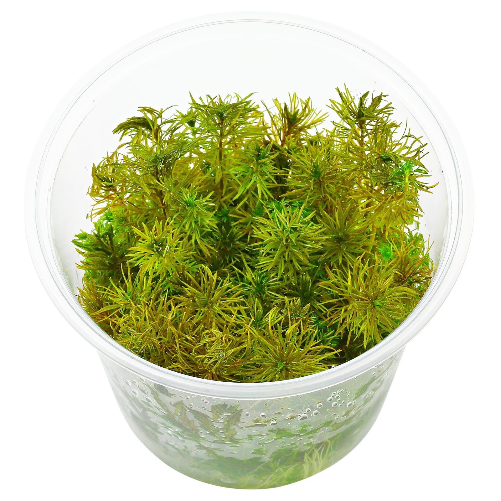 Myriophyllum sp. "Roraima"