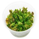 Rotala sp. Vietnam - in Vitro
