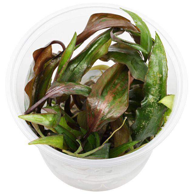 Cryptocoryne nurii var. raubensis 'Rosen Maiden' - in Vitro