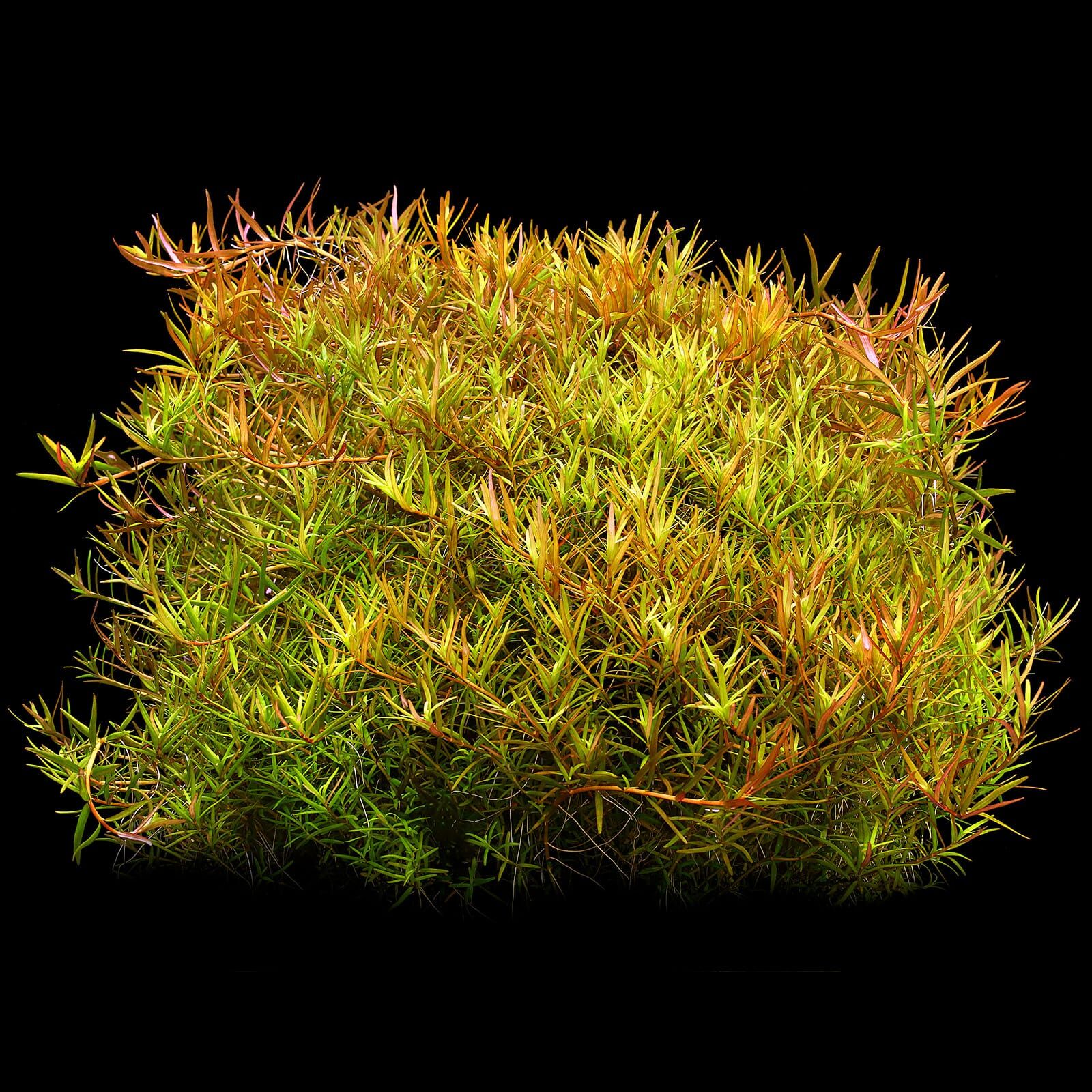 Rotala rotundifolia "Laos"