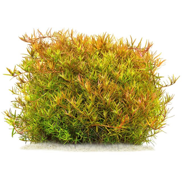 Rotala rotundifolia &quot;Laos&quot;