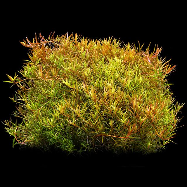 Rotala rotundifolia "Laos"