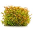 Rotala rotundifolia "Laos"